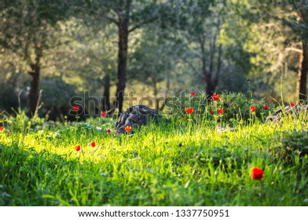 Sunset at the spring blooming forest with windflowers