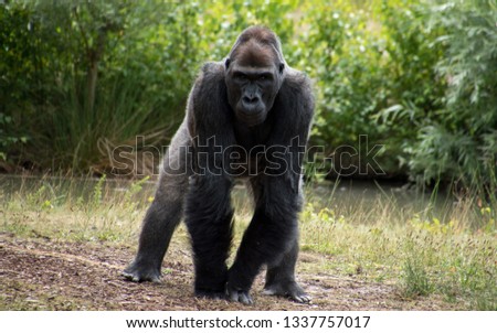 Portrait of gorilla who in many way's is similar to human. Silver fur contrasting with green background.