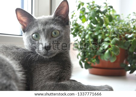 Russian blue cat resting on the window.