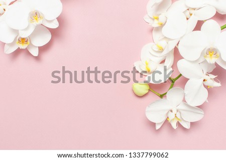 Beautiful White Phalaenopsis orchid flowers on pastel pink background top view flat lay. Tropical flower, branch of orchid close up. Pink orchid background. Holiday, Women's Day, Flower Card, beauty  Royalty-Free Stock Photo #1337799062
