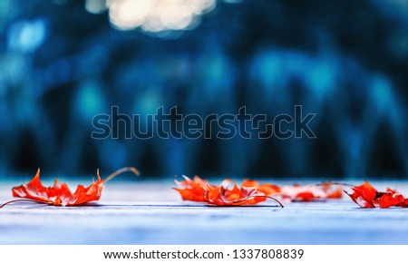 red autumn leafs, blue background
