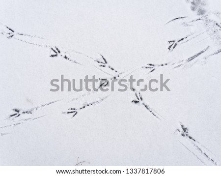 Multiple bird foot steps in a thin layer of snow.