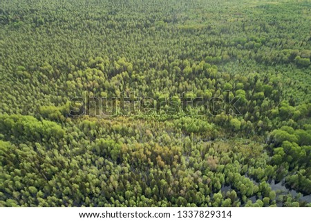Top view of the endless green forests in spring. Texture picture from the drone.