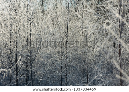 Young trees in winter  season. Frozen forest on a Sunny day. 