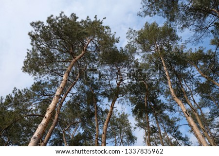 pines in the forest in winter