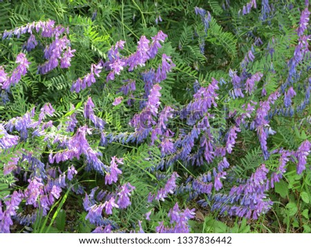 Winter vetch or hairy vetch (vicia villosa): lots of purple flowers closeup