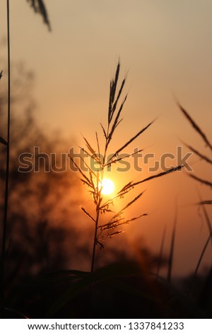 Silhouette of kans plant under red sky