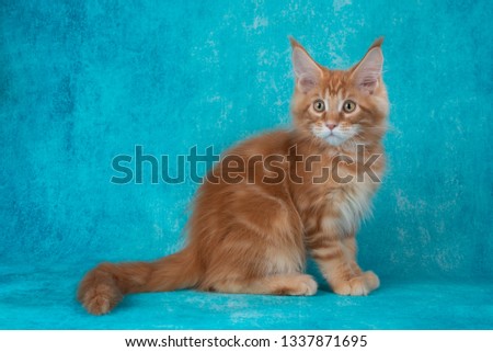 Little Maine Coon on blue background
