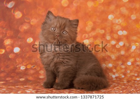 british kitten on the background with sparkles