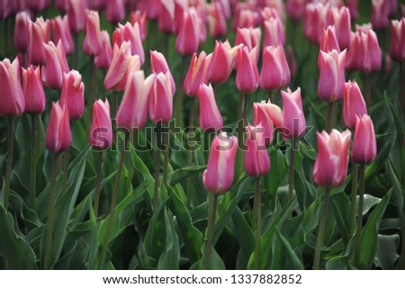 Tulip field in Netherlands. Colorful field of tulips, Beautiful tulips in the garden. 
