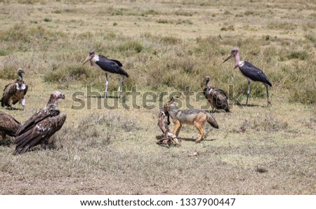Black-backed jackal surrounded by  several vultures waiting and getting closer for left overs