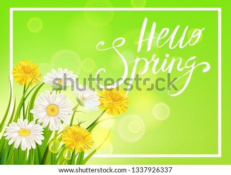 Spring daisies, chamomiles dandelions juicy green lettering Spring grass background Template for banners, web, flyer. Vector illustration isolated.