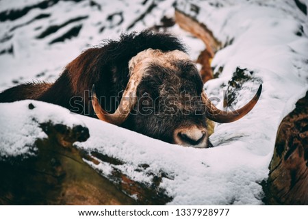 Muskox in a snowy environment