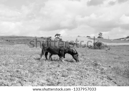 Black and white picture of a buffalo and calf eating on the valley close to Inle Lake in Myanmar