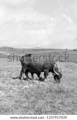Black and white picture of a buffalo and calf at the fields close to Inle Lake in Myanmar