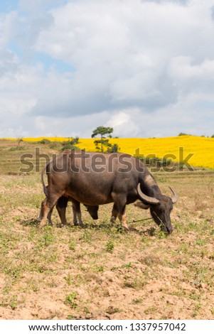 Vertical picture of a buffalo and calf eating on the valley close to Inle Lake in Myanmar