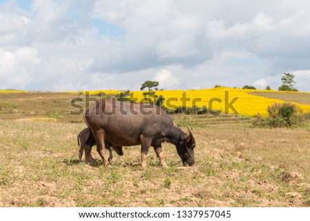 Wide angle picture of a buffalo and calf eating on the valley close to Inle Lake in Myanmar