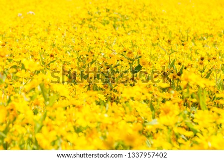 Horizontal picture of colorful daisy flowers with focus on central area.