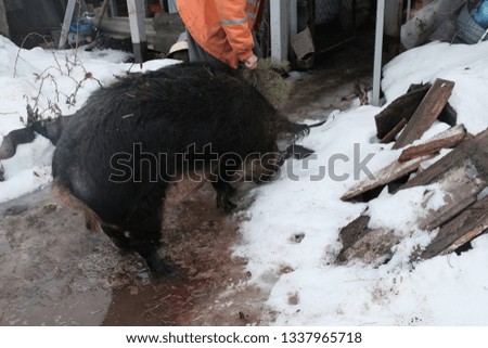 A man in winter walking a pig boar in the yard of a house in the countryside, holding in his hand a green branch of a pine tree and prying the animal into a shed
Homemade pig on walk in winter