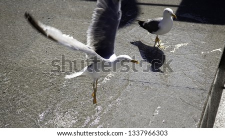 Seagull in natural park, birds in freedom