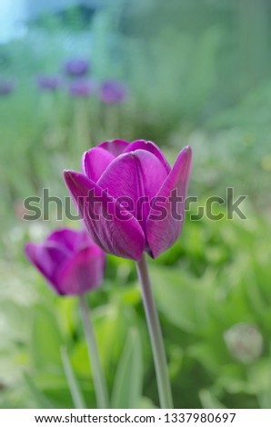 Purple colored tulip Greuze flowers in spring field. Purple bright tulip   Royalty-Free Stock Photo #1337980697