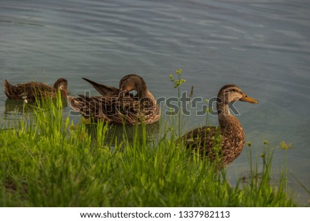 Mallard family in a pond