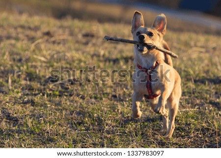 Cute little brown Rat Terrier Chihuahua mix dog catching a wooden stick in midair on dry meadow grass. Pets, animal friend, play and dog obedience training concepts.