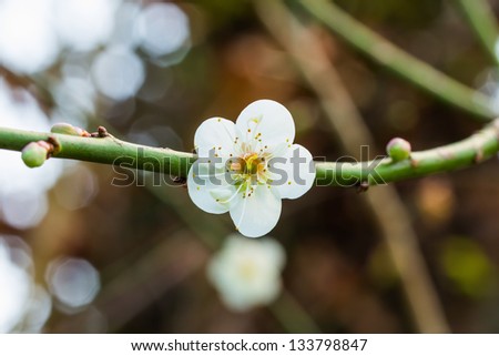Plum blossom or Chinese plum flower, the symbol of winter
