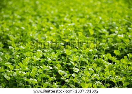 Field of green clover - Saint Patrick's day 