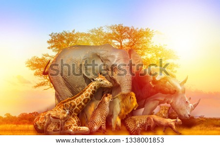 Big Five and wild animals collage with african tree at sunrise in Serengeti wildlife area, Tanzania, East Africa. Africa safari scene in savannah landscape. Royalty-Free Stock Photo #1338001853