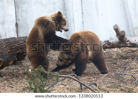 Couple of big brown bears playing each other 