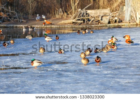 many ducks on frozen lake 