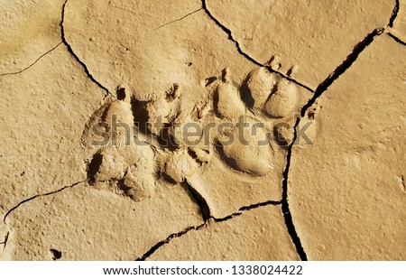 Coyote footprints stamped into the mud after a heavy rainfall in the foothills of California Royalty-Free Stock Photo #1338024422