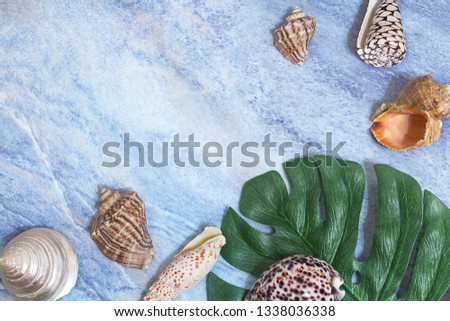 Seashells on a blue background. The concept of leisure, travel, beach holidays. Selective focus, flat lay, layout.