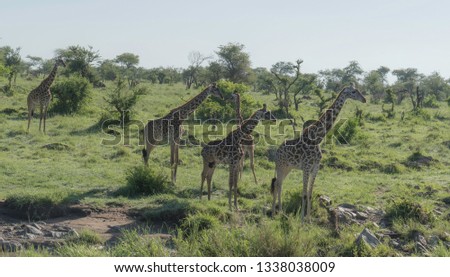 A Tower of Giraffes in Serengeti National Park