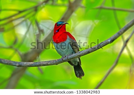 Crimson Sunbird on branch