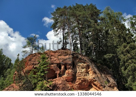bottom up view of the coniferous forests and sky with clouds