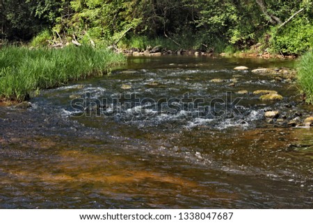 Forest river in summer