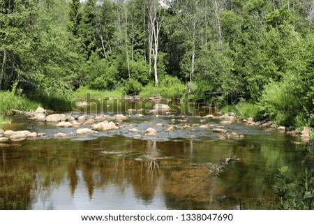 Forest river in summer