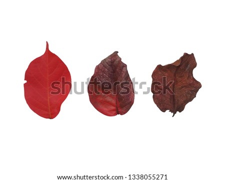 Red leaf change its self from fresh to dry with clipping path. Everything begin and one day will end. It is normal and simple.