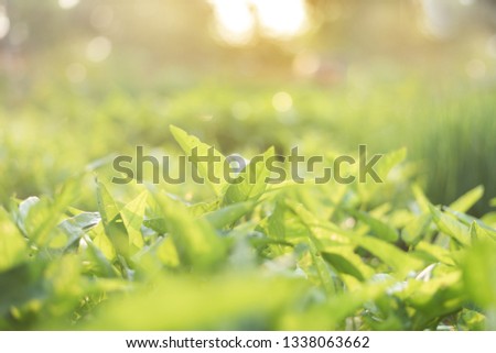 Close up of green leaf view of nature in organic vegetable farm with sunlight. Natural green plants landscape