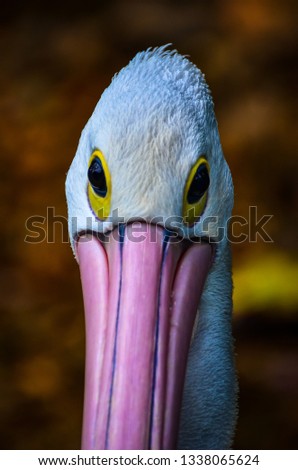 The details of the pelican head are very extraordinary