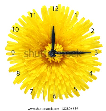 Dandelion flower - clock isolated on white background.