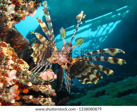 
Underwater world in deep water in coral reef and plants flowers flora in blue world marine wildlife, travel nature beauty exploration in diving trip,adventures recreation dive. Fish, corals,creatures