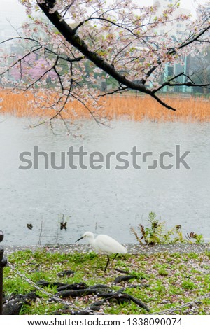 Waterfowl in the lake (Shinobazu Pond) ,Cherry blossoms of 
Ueno Park. Is famous cherry blossom viewing spots in Tokyo, Japan
