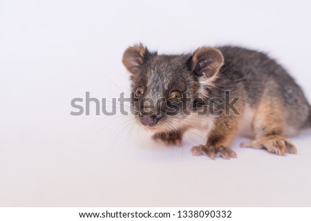 Ringtail Possum Joey