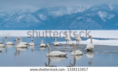 Swan With Fuji Mountain View Background