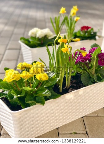 Spring flowers in white box on lock paving. Irises, pansies snowdrops. sunny day cheerful mood