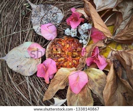 Dried Aegle marmelos and flowers arrangement, still life.