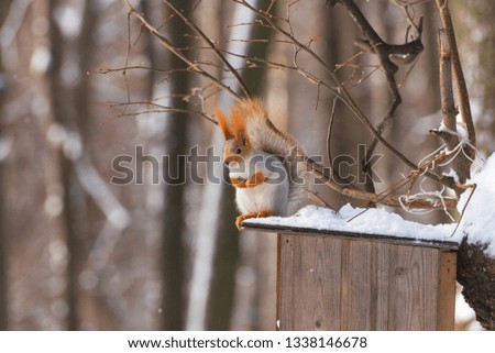 Squirrel on the feeder in winter